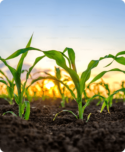 Agriculture